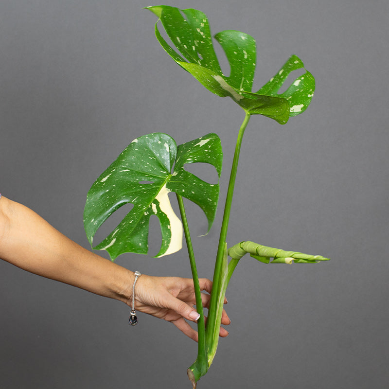 Hand holding a Monstera plant against a gray background