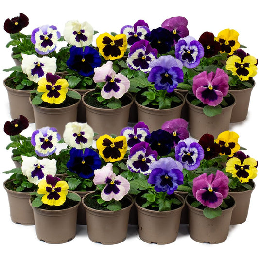 Assorted potted flowering pansies in various colors on a white background