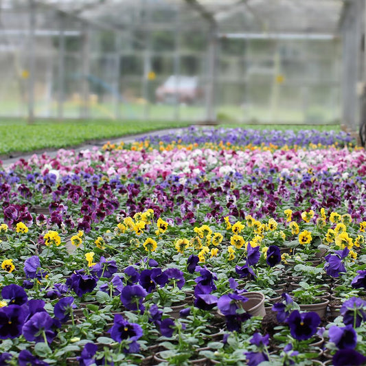 Colorful flowering pansies in a greenhouse setting