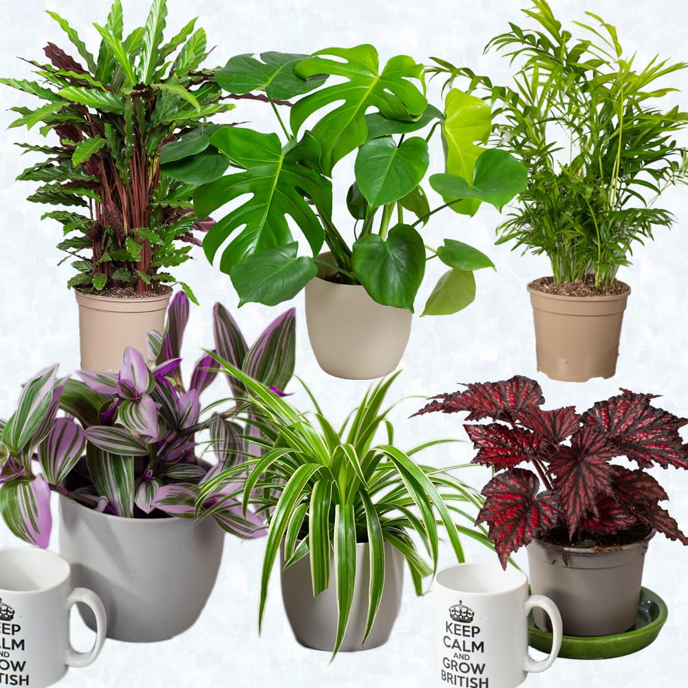 Collection of potted house plants indoor plants on a white background