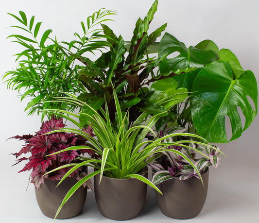 Collection of potted house plants indoor plants on a light gray background