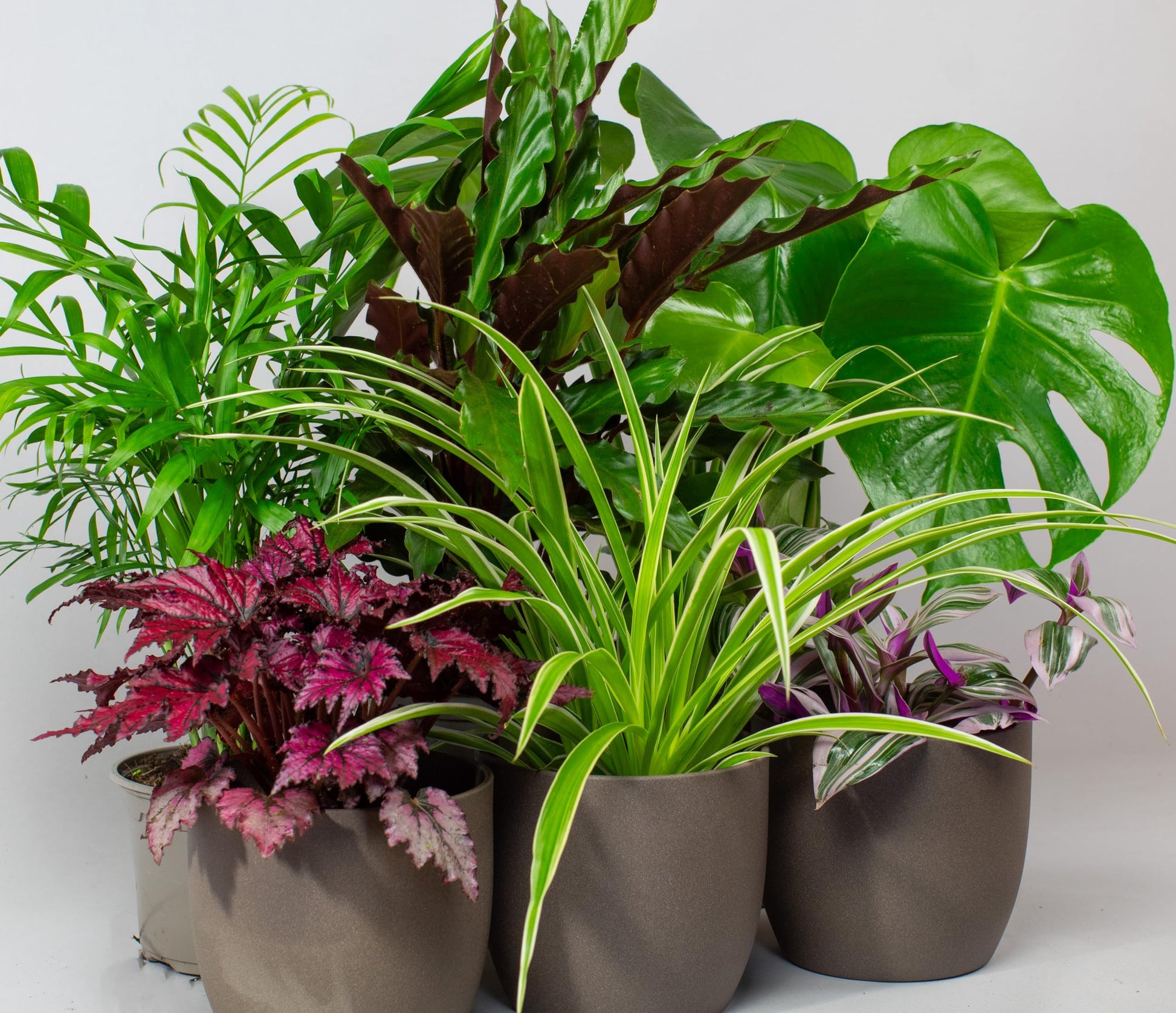 Collection of potted house plants indoor plants on a white background