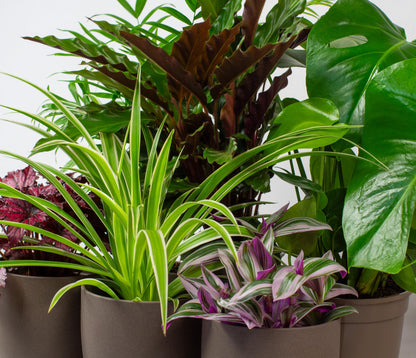 Collection of potted house plants indoor plants with green, purple, and brown leaves on a neutral background