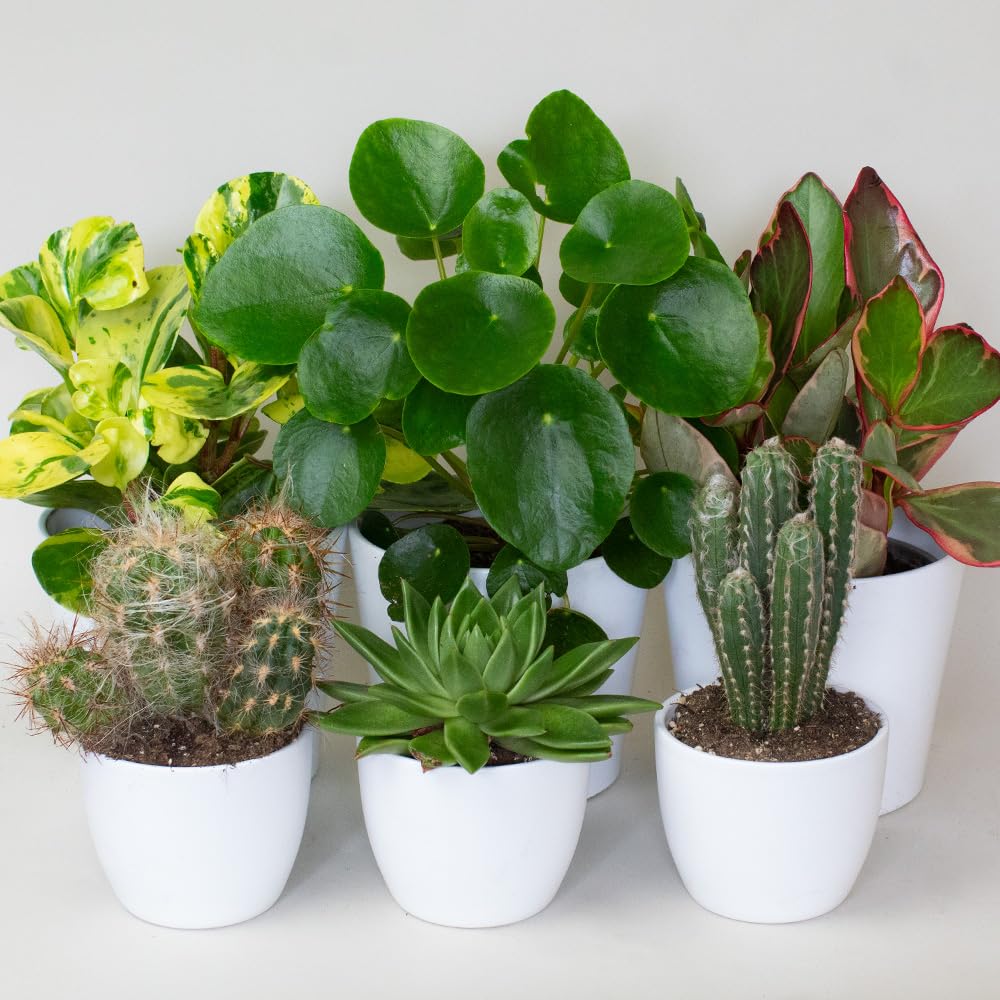 low maintenance indoor plants Collection of various potted house plants on a white surface