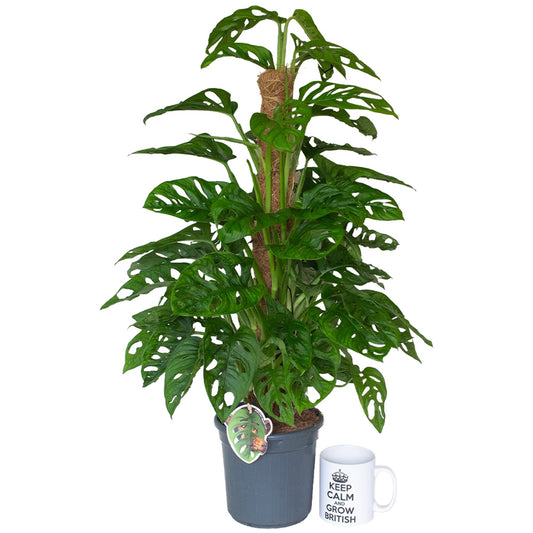 Potted monstera monkey mask plant with a tag and a mug on a white background