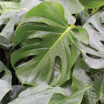 Close-up of a Monstera plant with water droplets on its leaves.