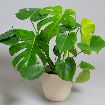 Potted monstera plant with large leaves on a light gray background