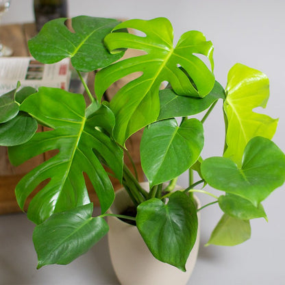 monstera plant in a pot on a light-coloured surface with a neutral background