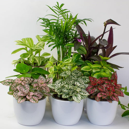 Collection of small indoor houseplants 9cm from the front