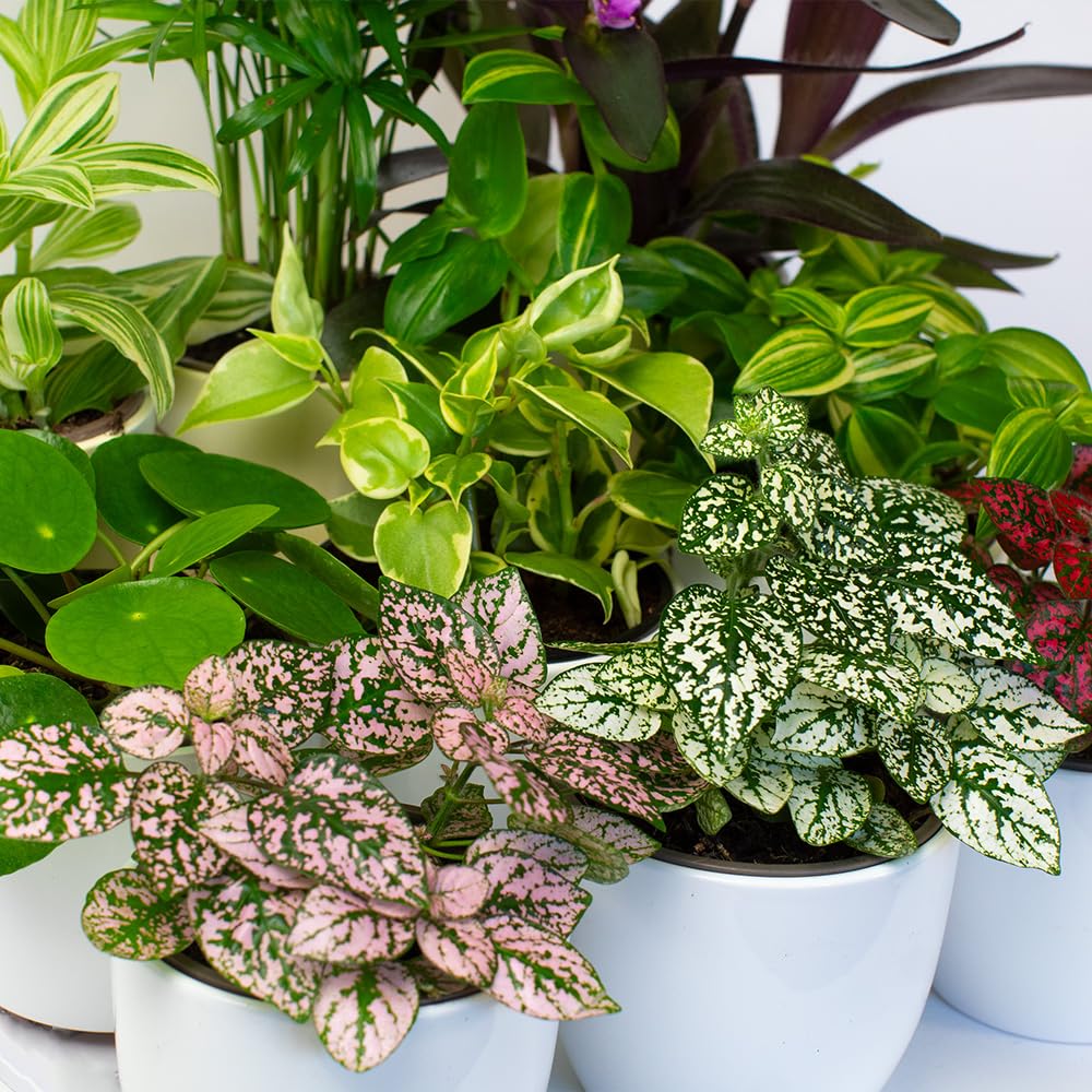 Collection of small indoor houseplants 9cm close up