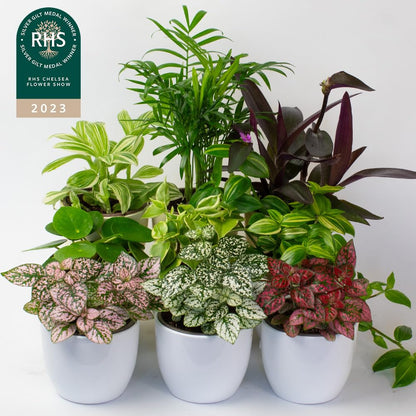 Collection of small indoor houseplants 9cm from the front with chelsea flower show logo