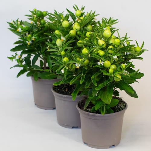 Three potted Solanum plants with green fruits on a white background