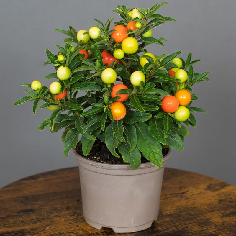 Potted Solanum plant with green and orange fruits on a wooden surface and gray background