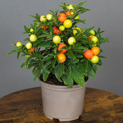 Potted Solanum plant with green and orange fruits on a wooden surface and gray background