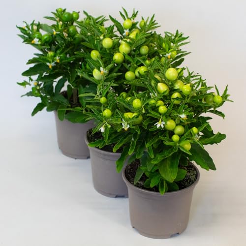 Three potted Solanum plants with green fruits on a white background