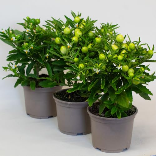 Three potted Solanum plants with green leaves and small fruits on a white background