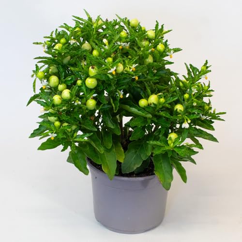 Potted Solanum plant with green leaves and small green fruits on a white background