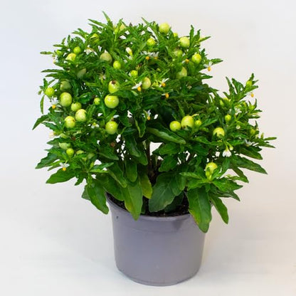 Potted Solanum plant with green leaves and small green fruits on a white background