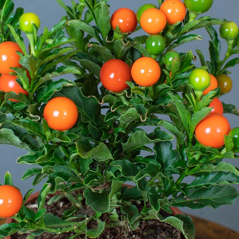 Potted Solanum plant with orange and green fruits on a blurred background
