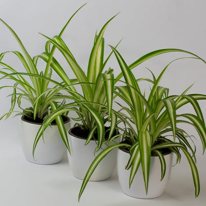 Three potted spider plant with green and yellow leaves on a white background