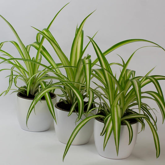 Three potted spider plant with green and yellow leaves on a white background