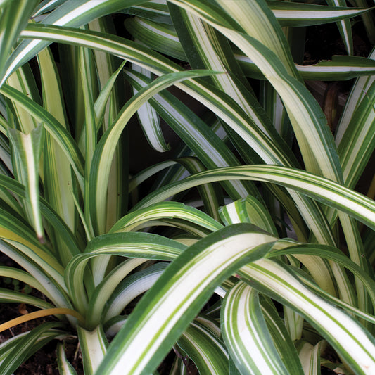Close-up of a spider plant with green and white striped leaves.