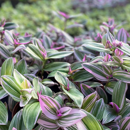 Close-up of a tradescantia nanouk with striped leaves in green and pink.