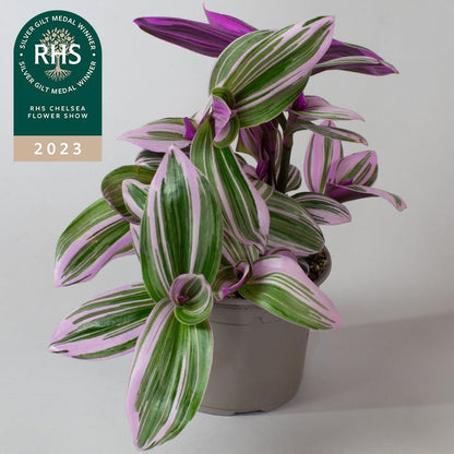 Potted tradescantia nanouk with purple and green leaves on a plain background, featuring  RHS Chelsea Flower Show 2023 award.