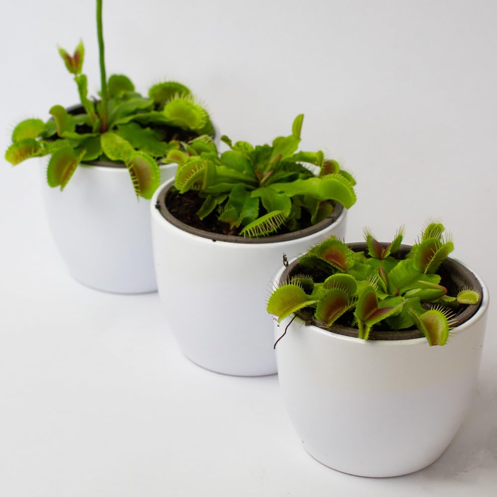 Three potted Venus fly traps on a white background