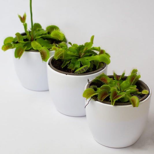 Three potted Venus fly traps on a white background