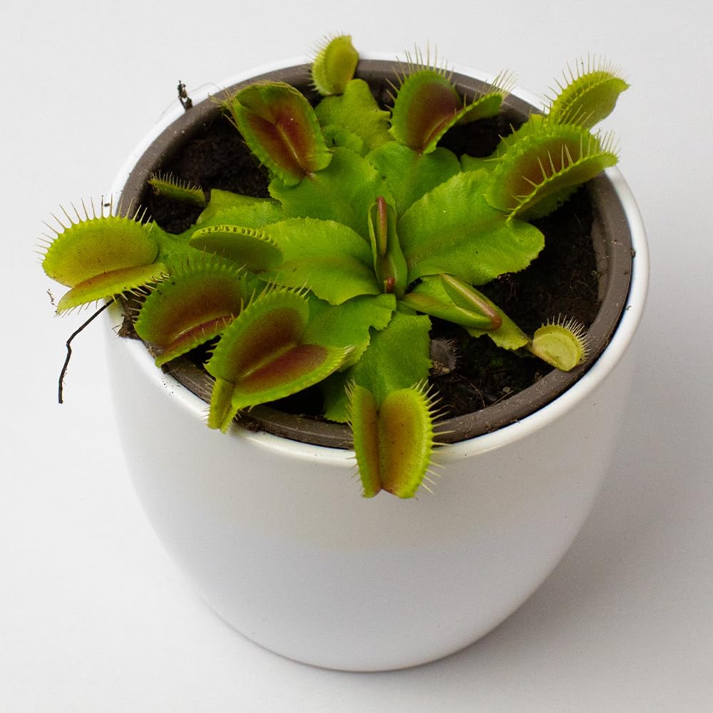 Potted Venus fly trap plant on a white background from above