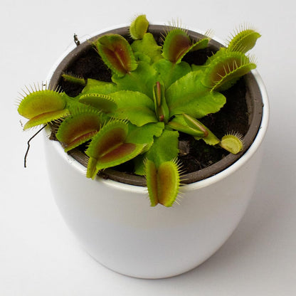 Potted Venus fly trap plant on a white background from above