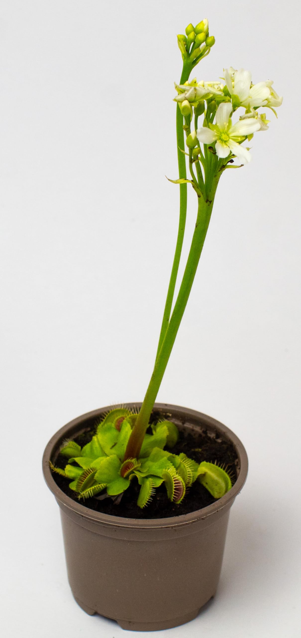 Potted venus fly trap plant with white flowers on a white background
