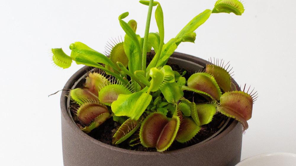 Potted Venus fly trap plant on a white background close up