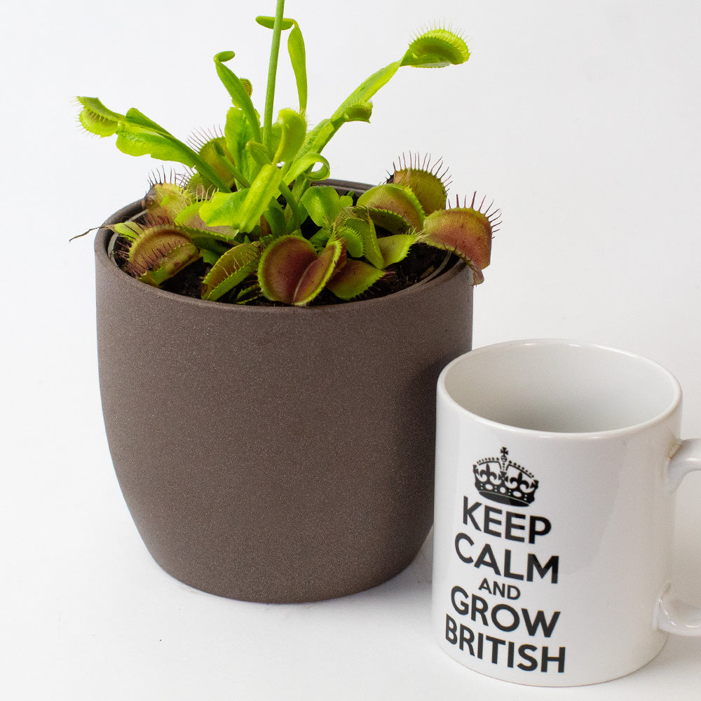 Potted venus fly trap carnivorous plant next to a mug with 'Keep Calm and Grow British' text on a white background
