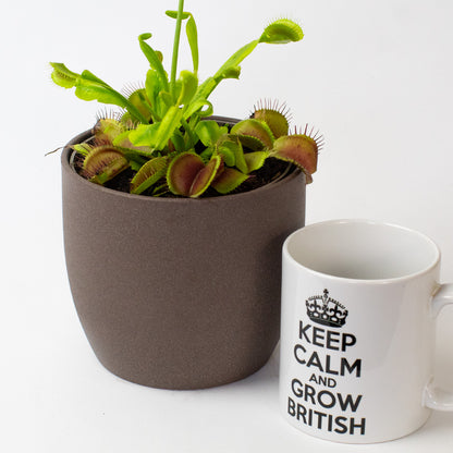 Potted venus fly trap carnivorous plant next to a mug with 'Keep Calm and Grow British' text on a white background