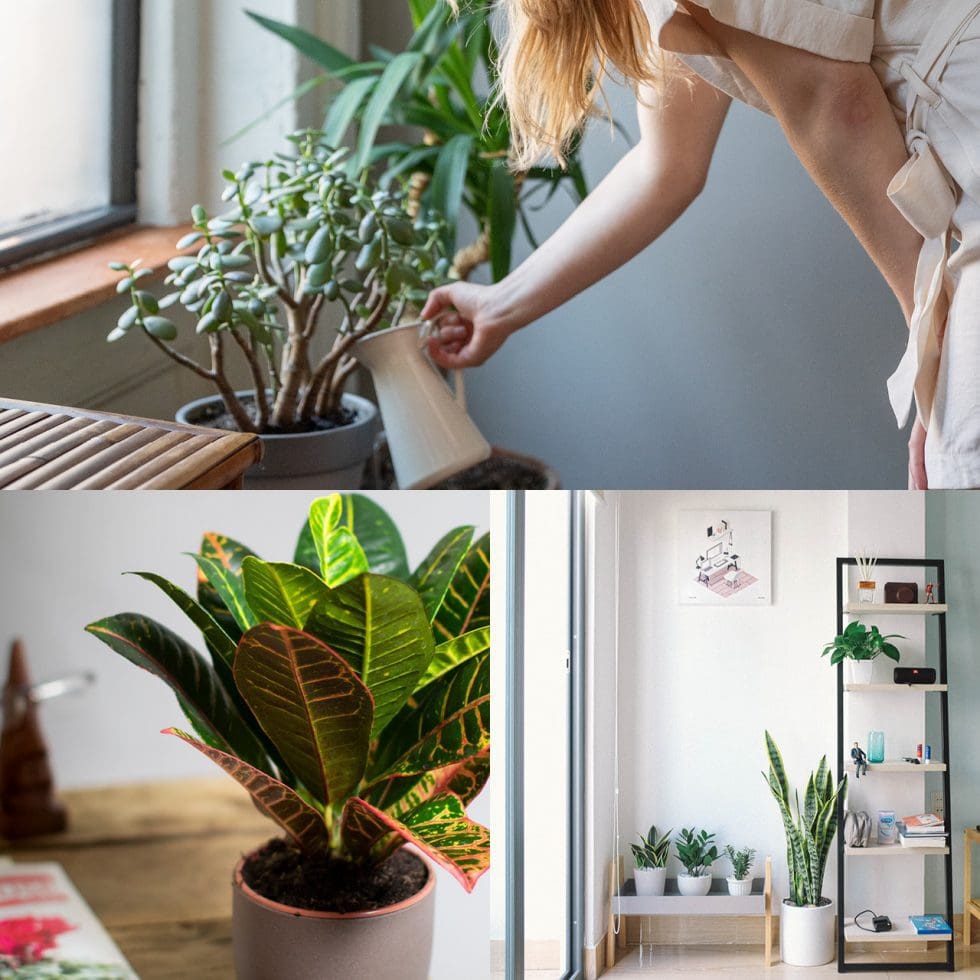 House Plants | Indoor Potted Plants | Tropical Plants UK