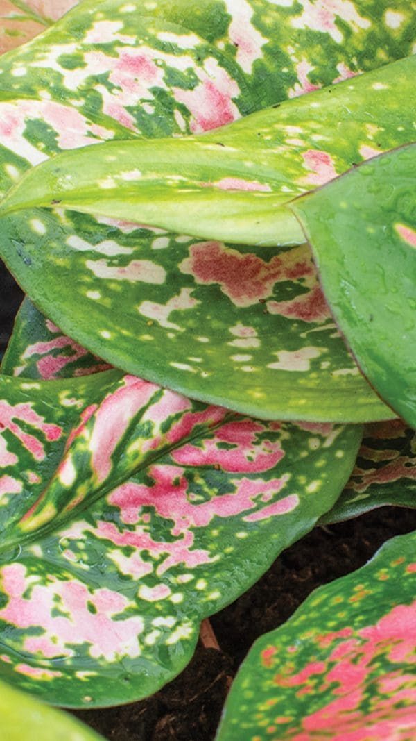 Aglaonema Valentine