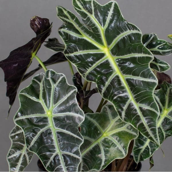 Alocasia Dwarf Amazonica