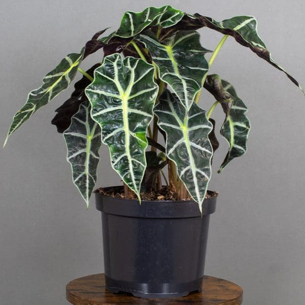 Alocasia Dwarf Amazonica