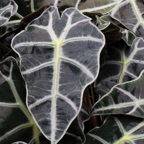 Alocasia Dwarf Amazonica