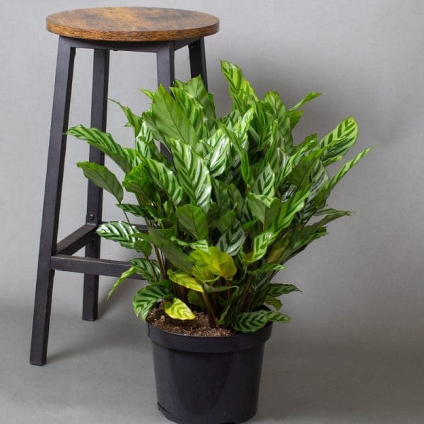 Calathea Freddie