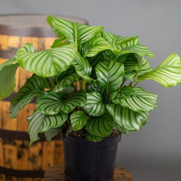 Calathea Orbifolia