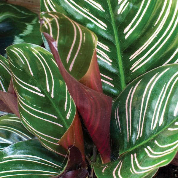 calathea ornata