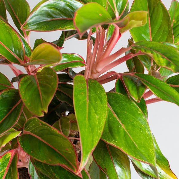 Aglaonema Red Siam