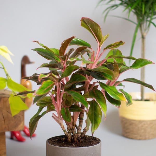 Aglaonema Red Siam