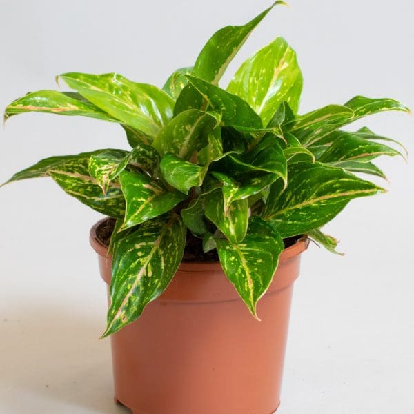 Aglaonema Sparkling Sarah