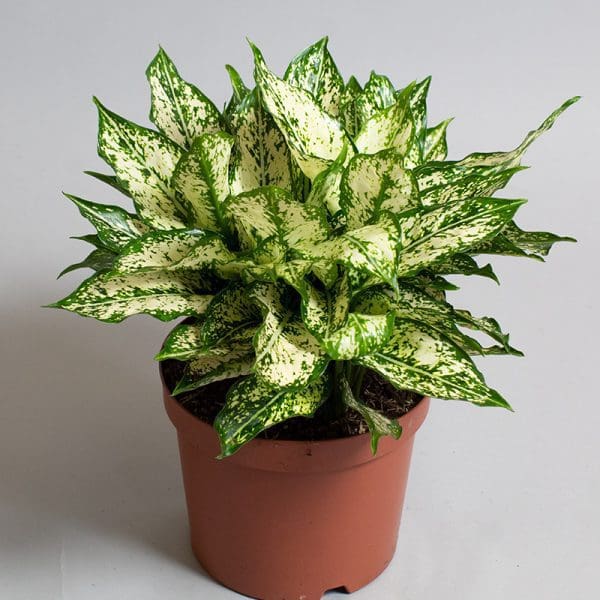 Aglaonema Spring Snow