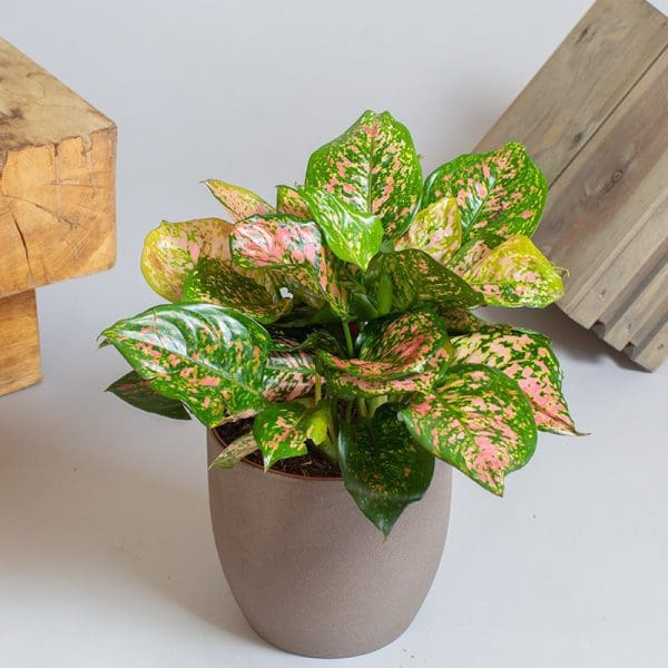 Aglaonema Valentine