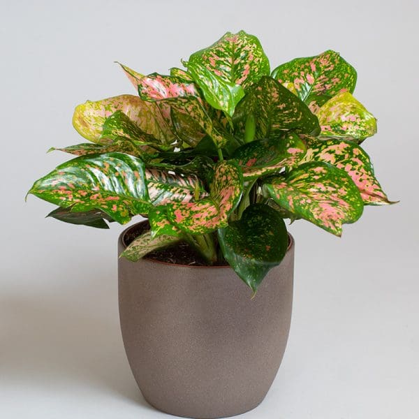 Aglaonema Valentine